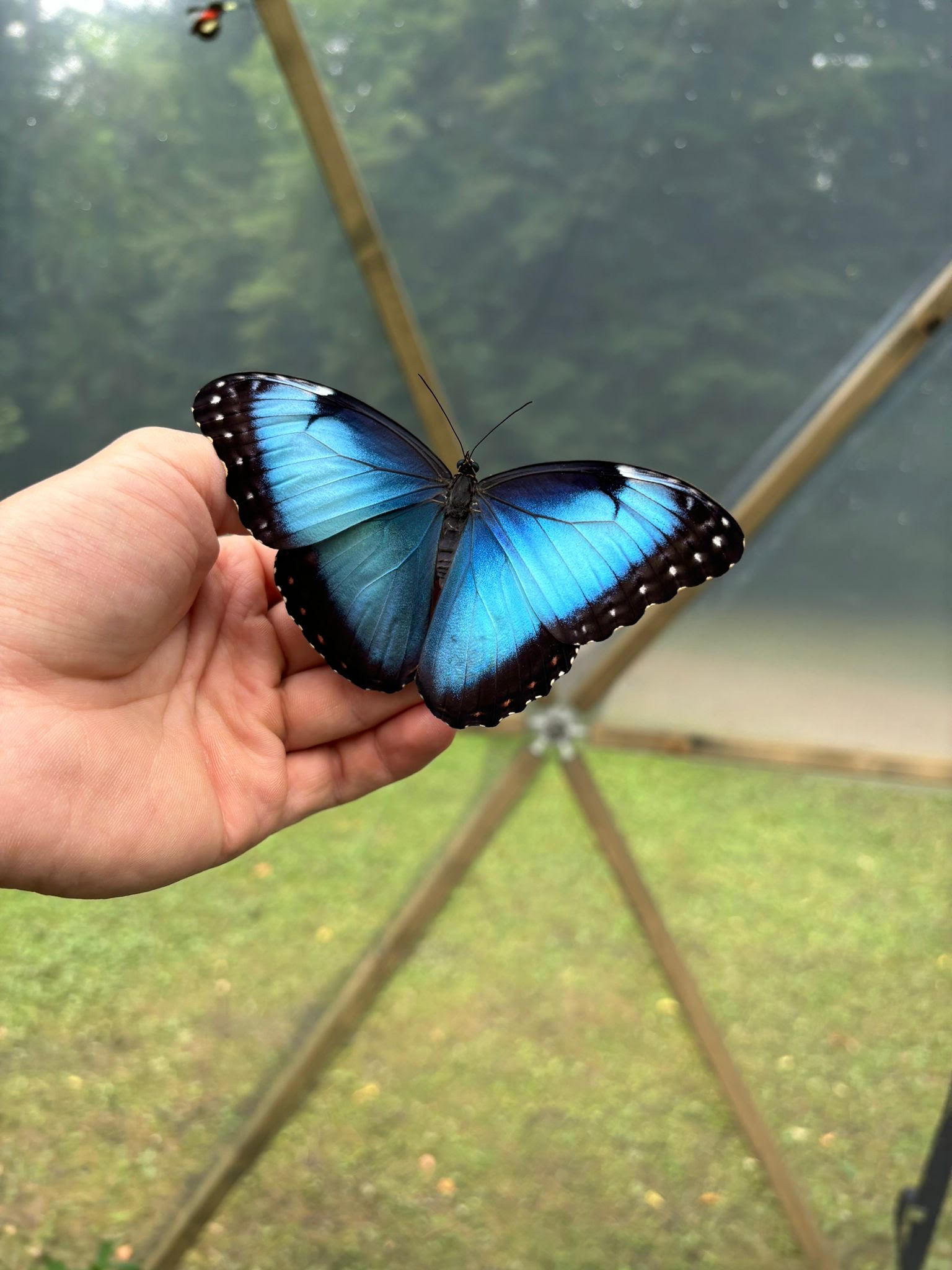 morpho motyl betliar